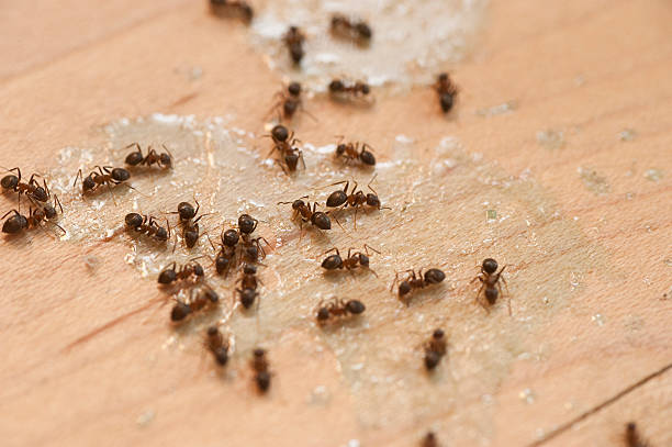 Best Pest Removal Services  in North Conway, NH