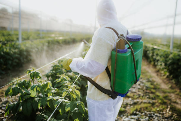 Best Termite Control Services  in North Conway, NH
